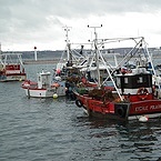 visites de la criee et decouverte de la coquille saint jacques